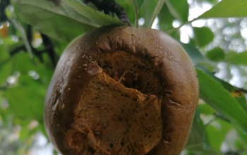 Nevidljiva opasnost na granama: Evo šta vrlo lahko može uništiti vašu berbu