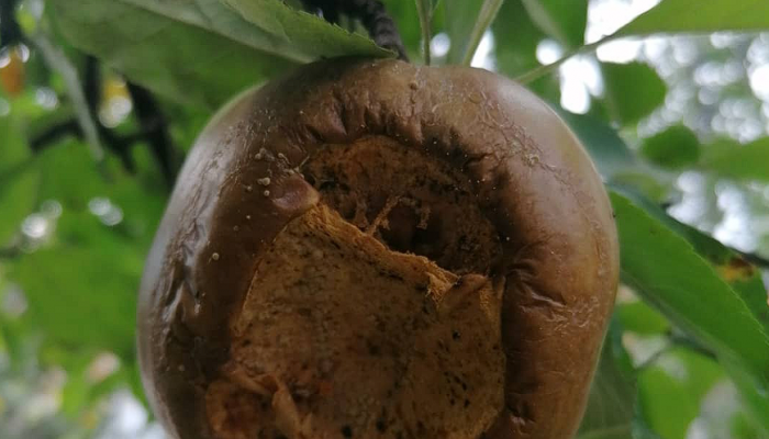 Nevidljiva opasnost na granama: Evo šta vrlo lahko može uništiti vašu berbu