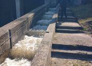 Pobjeda upornosti nad nemarom: Otvorena riblja staza na HE Mali Zvornik