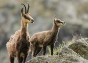 Divokoza – kraljica stijena kojom se diči svaka zemlja