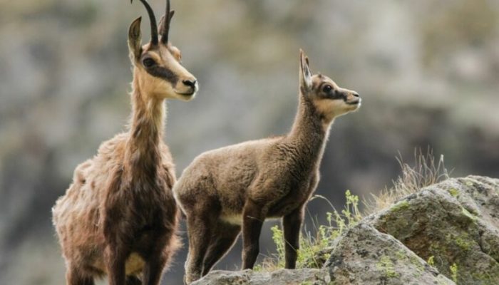 Divokoza – kraljica stijena kojom se diči svaka zemlja