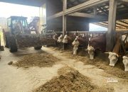 Ristanovići iz Malešića kod Zvornika uložili u farmu više od pola miliona KM: Dnevno će proizvoditi 500 litara mlijeka (FOTO)