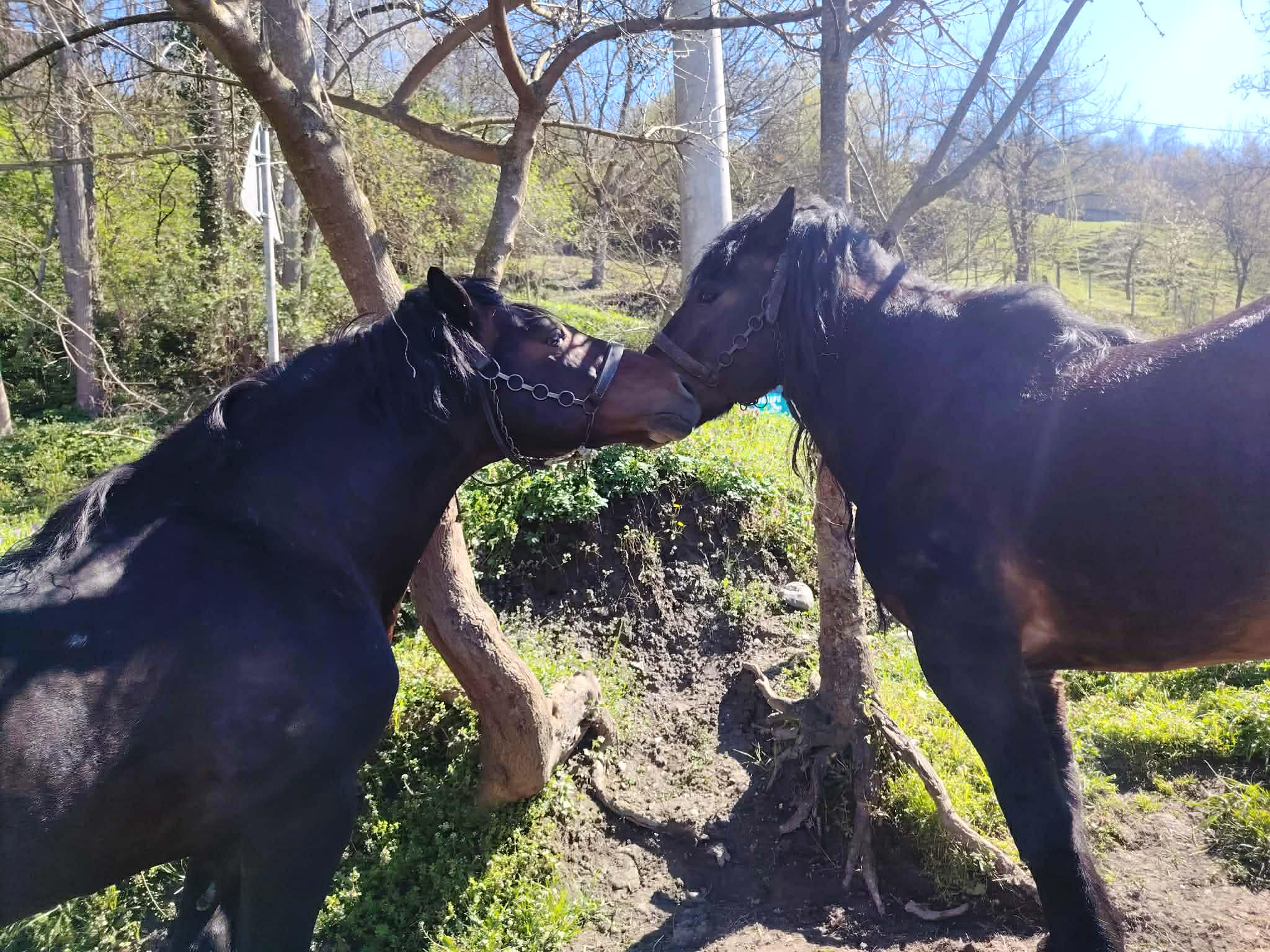 Mladi Hajrudin i njegov prijatelj Željko spremni za nove izazove na štraparijadama (FOTO)
