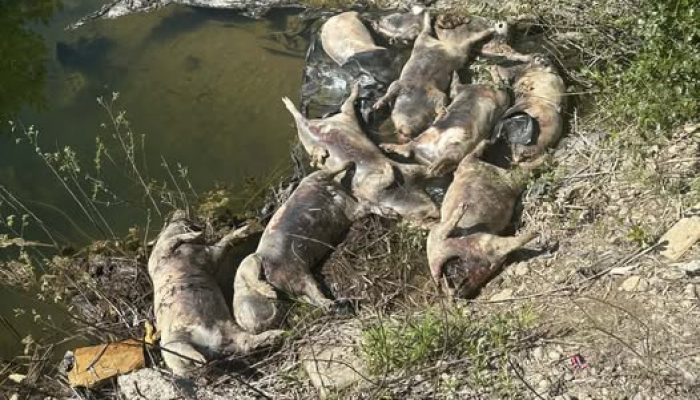 Užasni prizori kod Drine: Nepoznata osoba ostavila leševe svinja uz obalu