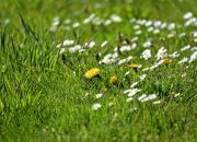 Sezona alergija na vrhuncu: Kada su simptomi bezopasni, a kada trebate posjetiti ljekara