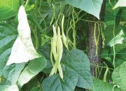 Pet pravila za sjetvu mahuna: Izbjegnite greške koje smanjuju rod