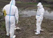 Upozorenje s Bardače: Pronađeni mrtvi labudovi podigli zabrinutost