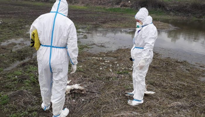 Upozorenje s Bardače: Pronađeni mrtvi labudovi podigli zabrinutost