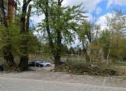 Završena akcija orezivanja stabala na više lokacija u gradu