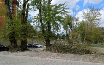 Završena akcija orezivanja stabala na više lokacija u gradu