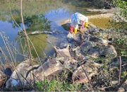 Poljoprivrednici o leševima svinja u Bijeljini: “Ovo nije normalna situacija, životinje su uginule od nečega”