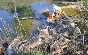 Poljoprivrednici o leševima svinja u Bijeljini: “Ovo nije normalna situacija, životinje su uginule od nečega”