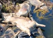 Veterinarski institut završio analizu na lešavima pronađenih svinja u Drini i objavio zanimljive informacije