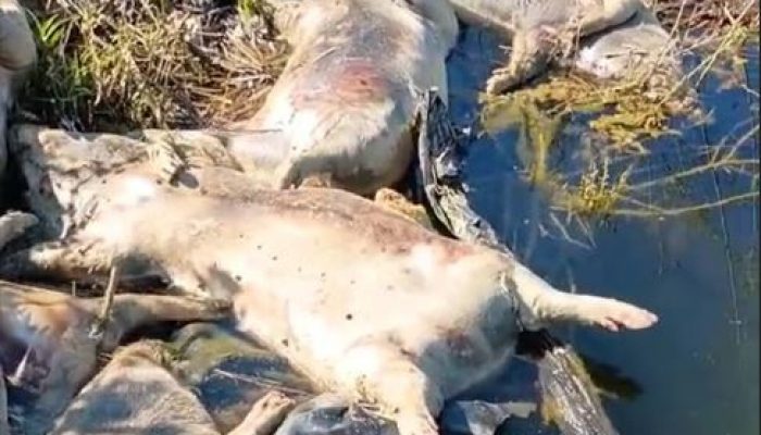 Veterinarski institut završio analizu na leševima pronađenih svinja u Drini i objavio zanimljive informacije