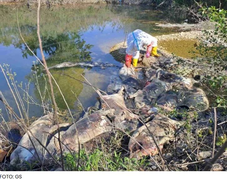 Poljoprivrednici o leševima svinja u Bijeljini: “Ovo nije normalna situacija, životinje su uginule od nečega”