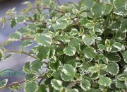 Savršena za ljeto: Mirisna biljka koja drži komarce podalje