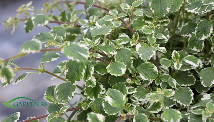 Savršena za ljeto: Mirisna biljka koja drži komarce podalje