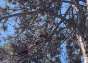 Drama sa sretnim krajem: Lozničani nakon tri dana spasili mačku sa visokog bora (VIDEO)