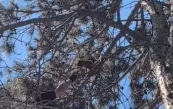 Drama sa sretnim krajem: Lozničani nakon tri dana spasili mačku sa visokog bora (VIDEO)