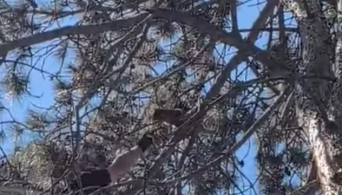 Drama sa sretnim krajem: Lozničani nakon tri dana spasili mačku sa visokog bora (VIDEO)