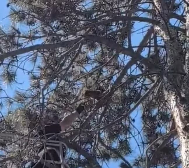 Drama sa sretnim krajem: Lozničani nakon tri dana spasili mačku sa visokog bora (VIDEO)