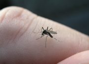 Koristan savjet: Kako otjerati komarce iz dvorišta i od kuće