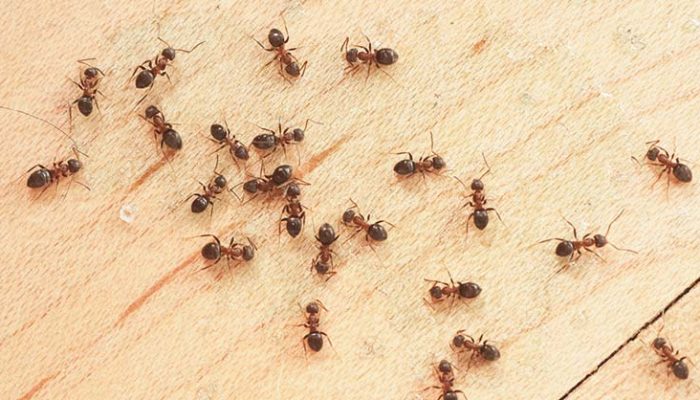 Uklonite mrave iz vašeg doma: Koristite sok od ove namirnice
