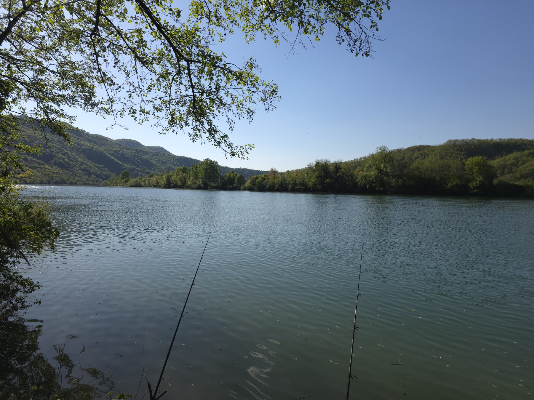 Među vrstama koje se najčešće mogu uloviti nalaze se plotica, jaz, žutooka, gaovica, šljivar, bandar, klen, skobalj, som i druge vrste ribe. Sve ulovljene ribe će nakon vaganja biti vraćene žive i neoštećene u vodu, u skladu sa pravilima sportskog ribolova.