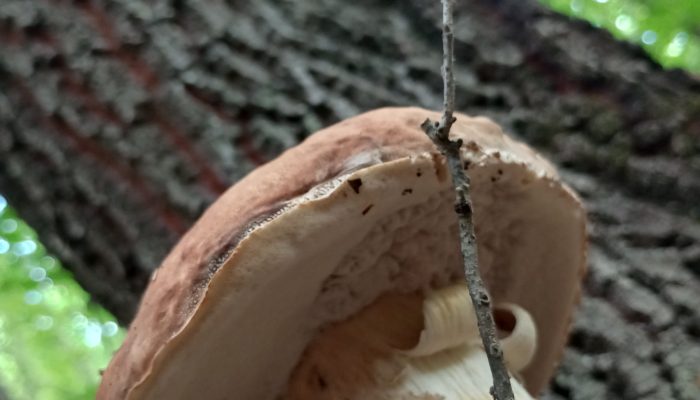 Kilogram ovih gljiva vrijedi više od kilograma mesa, a upravo sada ih ima u izobilju u šumama