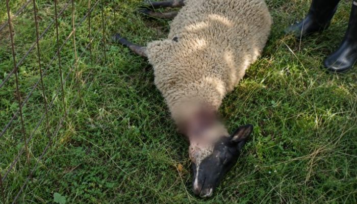 Nepoznate zvijeri siju strah u dolini rijeke Sapne: Za sedam dana usmrćeno više od 30 ovaca u dva zvornička naselja (VIDEO)