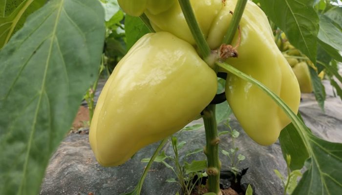 Besplatna agrohemijska analiza zemljišta dostupna poljoprivrednicima u Zvorniku