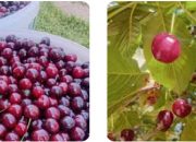 Šest zdravstvenih prednosti soka od višnje