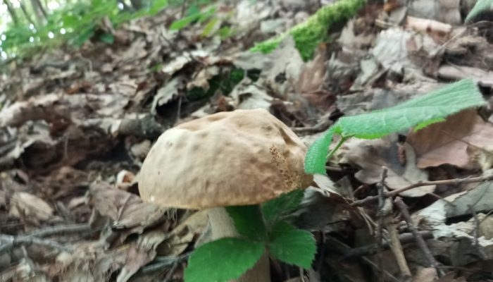 Smrčak Karakaj vrši otkup ljekovitog bilja, šumskih plodova i gljiva – iskoristite sezonu i dodatno zaradite
