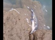 Drina puna uginule ribe, uzrok još nije utvrđen: Građani traže hitan odgovor nadležnih