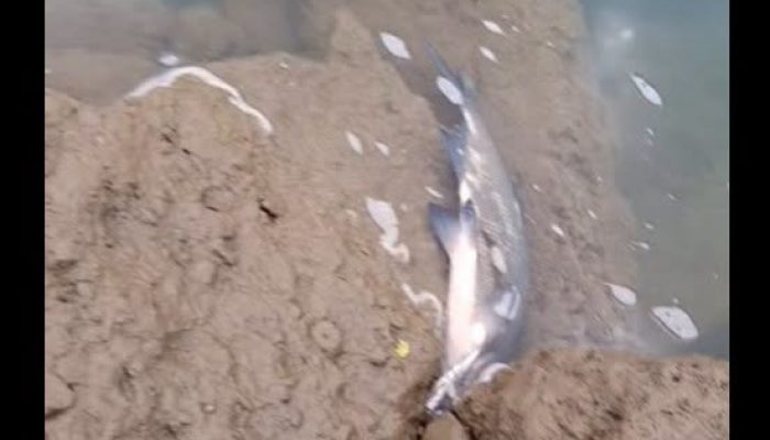 Drina puna uginule ribe, uzrok još nije utvrđen: Građani traže hitan odgovor nadležnih