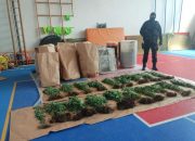Policija otkrila plantažu sa 206 stabljika indijske konoplje i kokain, uhapšena jedna osoba (FOTO)