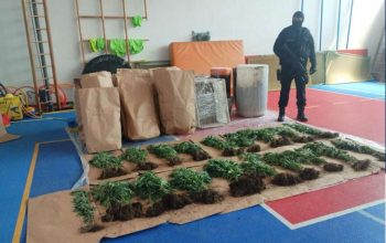 Policija otkrila plantažu sa 206 stabljika indijske konoplje i kokain, uhapšena jedna osoba (FOTO)