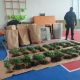 Policija otkrila plantažu sa 206 stabljika indijske konoplje i kokain, uhapšena jedna osoba (FOTO)