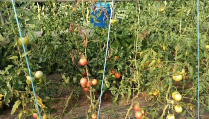 8 navika koje spašavaju baštu kada temperature pređu 35 stepeni
