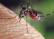 U Zvorniku potvrđen jedan slučaj Groznice Zapadnog Nila: Dom zdravlja poziva građane na oprez