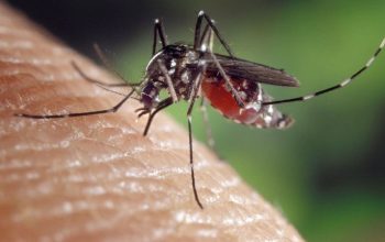 U Zvorniku potvrđen jedan slučaj Groznice Zapadnog Nila: Dom zdravlja poziva građane na oprez