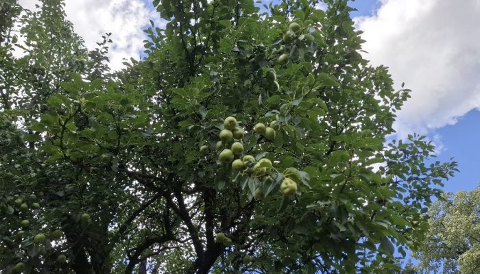 Lopovi „obrali“ cijeli voćnjak: Između 6. i 9. septembra nestali plodovi sa 800 stabala kruške